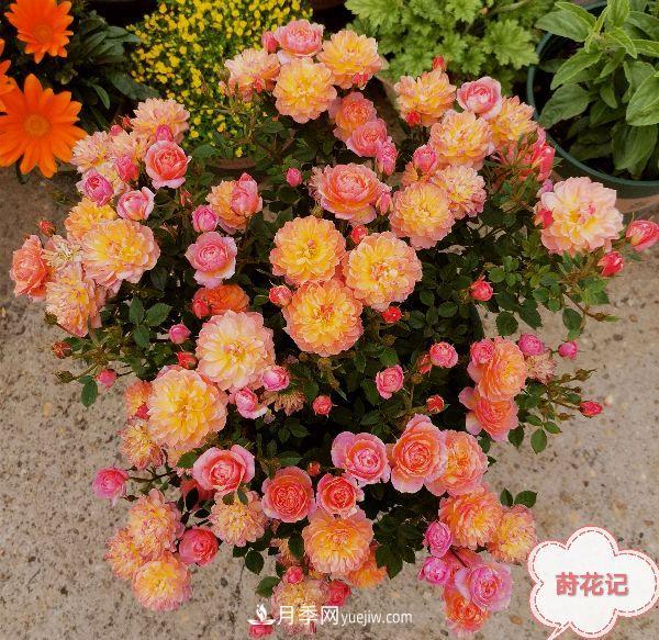 月季冬剪養護，豈能“統一行動(dòng)”？此篇揭開(kāi)冬剪時(shí)間之謎(圖2)