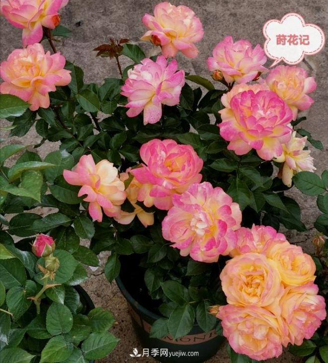 月季冬剪養護，豈能“統一行動(dòng)”？此篇揭開(kāi)冬剪時(shí)間之謎(圖3)