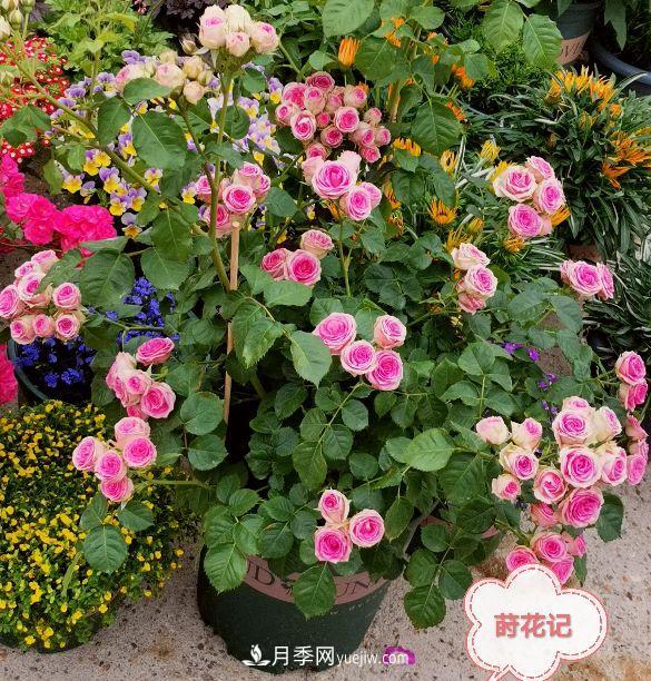 月季冬剪養護，豈能“統一行動(dòng)”？此篇揭開(kāi)冬剪時(shí)間之謎(圖4)