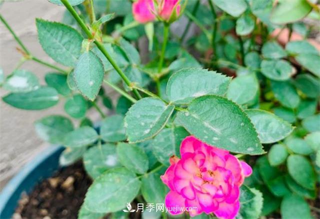 做為一個(gè)養花人，我和宿遷月季的不解之緣(圖2)