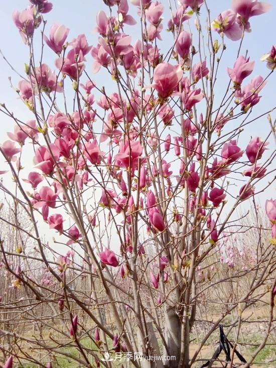 南召縣皇后鄉：中國玉蘭之鄉 南陽(yáng)玉蘭花開(kāi)脫貧路(圖2)