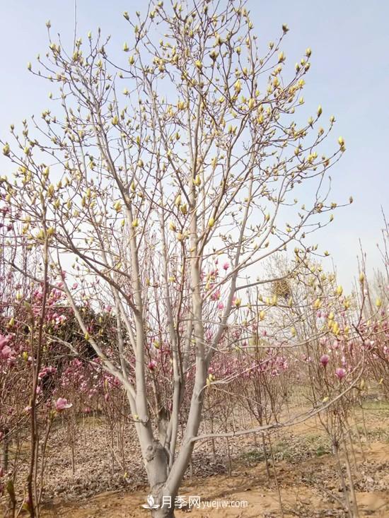 南召縣皇后鄉：中國玉蘭之鄉 南陽(yáng)玉蘭花開(kāi)脫貧路(圖4)