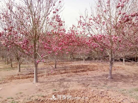 南召縣皇后鄉：中國玉蘭之鄉 南陽(yáng)玉蘭花開(kāi)脫貧路(圖3)