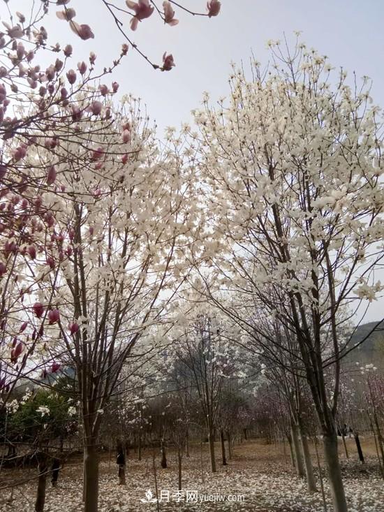 南召縣皇后鄉：中國玉蘭之鄉 南陽(yáng)玉蘭花開(kāi)脫貧路(圖5)