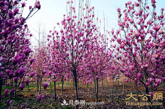 南陽(yáng)南召：玉蘭苗木產(chǎn)業(yè) 飄香名揚天下(圖1)
