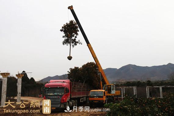 南陽(yáng)南召：玉蘭苗木產(chǎn)業(yè) 飄香名揚天下(圖4)
