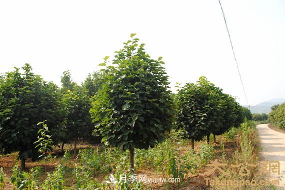 南陽(yáng)南召：玉蘭苗木產(chǎn)業(yè) 飄香名揚天下(圖3)