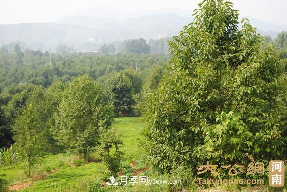南陽(yáng)南召：玉蘭苗木產(chǎn)業(yè) 飄香名揚天下(圖2)