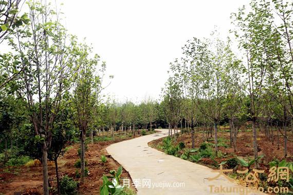 南陽(yáng)南召：玉蘭苗木產(chǎn)業(yè) 飄香名揚天下(圖6)