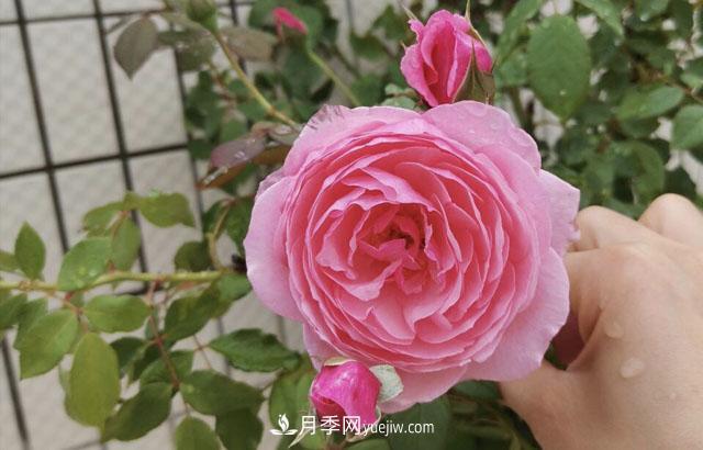 適合在北向陽(yáng)臺養的5個(gè)月季品種，輕松開(kāi)花(圖1)