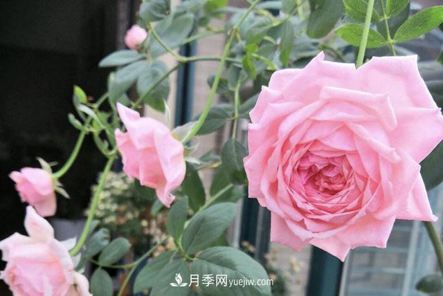 適合在北向陽(yáng)臺養的5個(gè)月季品種，輕松開(kāi)花(圖2)
