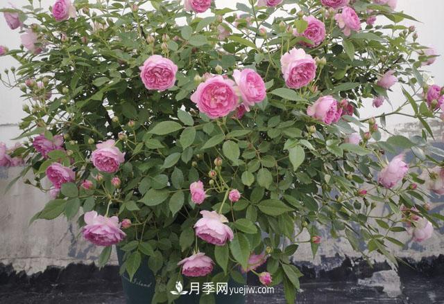適合在北向陽(yáng)臺養的5個(gè)月季品種，輕松開(kāi)花(圖3)