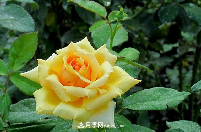 月季花5條養殖方法，花期長(cháng)達180天，香味濃郁撲滿(mǎn)鼻(圖1)