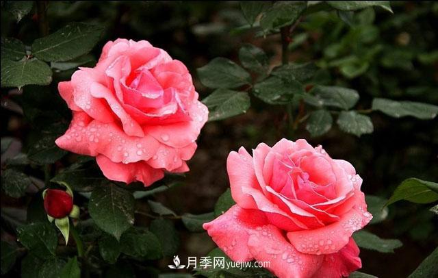 月季花5條養殖方法，花期長(cháng)達180天，香味濃郁撲滿(mǎn)鼻(圖2)