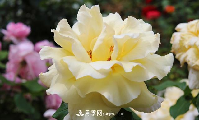集齊這10種顏色的月季花品種，你就是花界大神，打開(kāi)眼界(圖2)