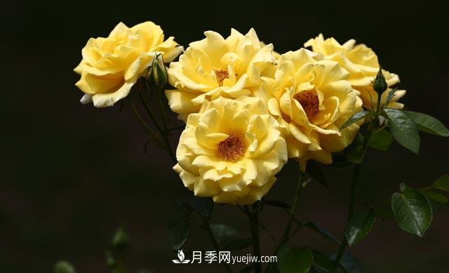集齊這10種顏色的月季花品種，你就是花界大神，打開(kāi)眼界(圖3)