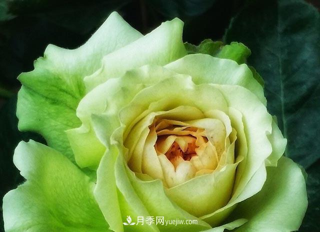 集齊這10種顏色的月季花品種，你就是花界大神，打開(kāi)眼界(圖4)
