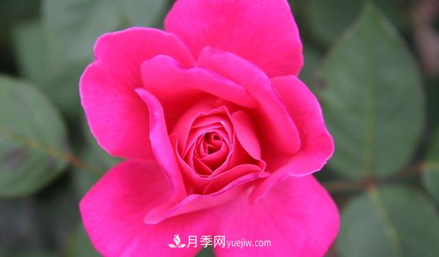 集齊這10種顏色的月季花品種，你就是花界大神，打開(kāi)眼界(圖5)