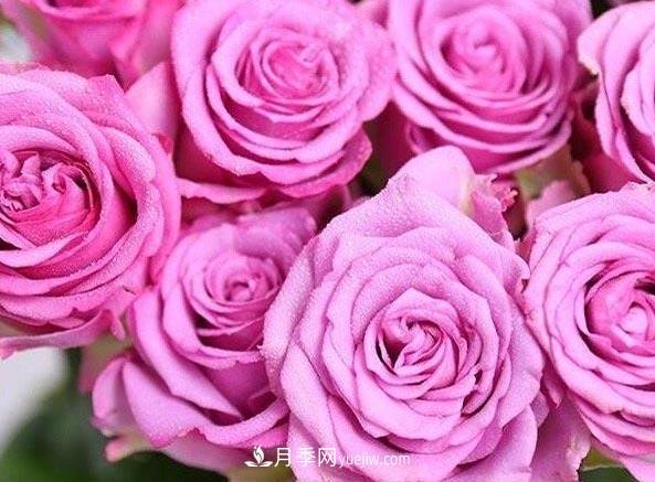 集齊這10種顏色的月季花品種，你就是花界大神，打開(kāi)眼界(圖7)