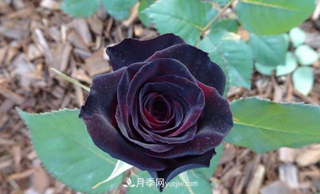 集齊這10種顏色的月季花品種，你就是花界大神，打開(kāi)眼界(圖8)