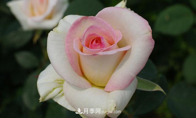 集齊這10種顏色的月季花品種，你就是花界大神，打開(kāi)眼界(圖10)