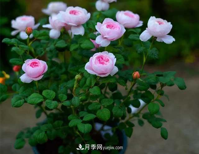 月季花容易招蟲(chóng)，盆里丟兩種東西殺菌滅蟲(chóng)效果好(圖2)