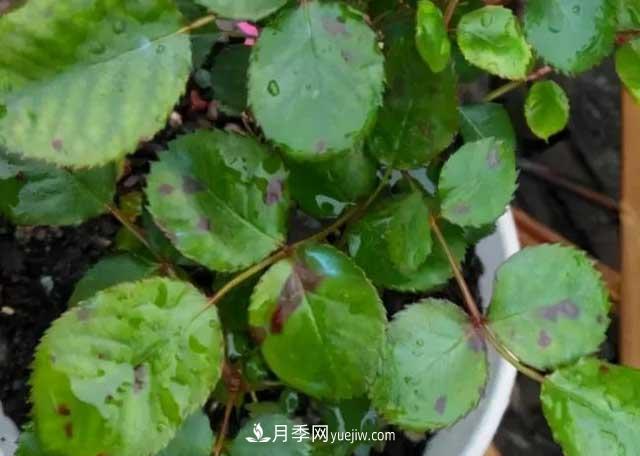 月季花容易招蟲(chóng)，盆里丟兩種東西殺菌滅蟲(chóng)效果好(圖3)