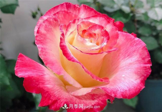 月季紅雙喜，養護簡(jiǎn)單開(kāi)花多，只要4招1年開(kāi)花10個(gè)月(圖2)
