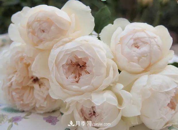 10款月季花，花比拳頭大，隨便一棵就能長(cháng)一院子(圖4)