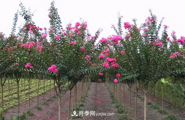 南陽(yáng)紫薇樹(shù)的修剪方法(圖1)