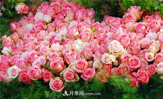 推薦給小白花友這6種月季花，扔到土里就能活(圖1)