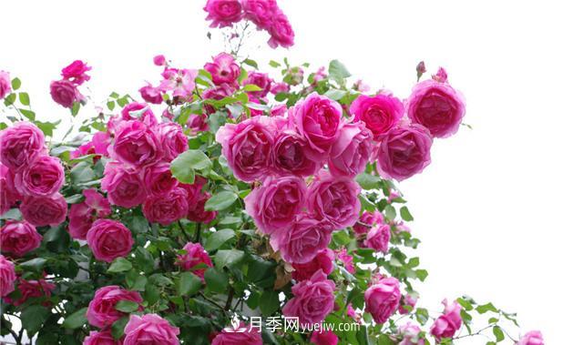 推薦給小白花友這6種月季花，扔到土里就能活(圖2)