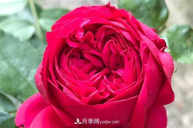 推薦給小白花友這6種月季花，扔到土里就能活(圖3)