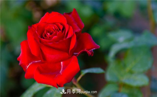 推薦給小白花友這6種月季花，扔到土里就能活(圖4)