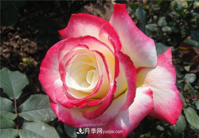 推薦給小白花友這6種月季花，扔到土里就能活(圖5)