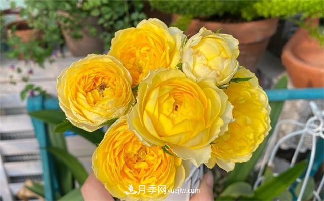 推薦給小白花友這6種月季花，扔到土里就能活(圖6)