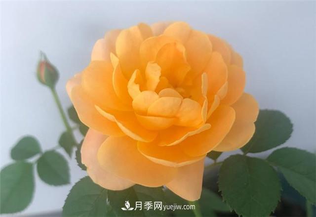推薦給小白花友這6種月季花，扔到土里就能活(圖7)