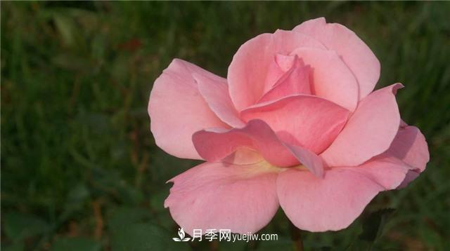 紅蜘蛛是月季花的天敵，有3種方法輕松消滅(圖2)