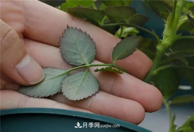 紅蜘蛛是月季花的天敵，有3種方法輕松消滅(圖3)