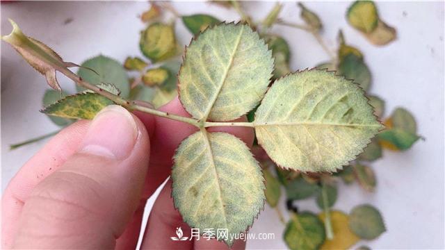 紅蜘蛛是月季花的天敵，有3種方法輕松消滅(圖1)