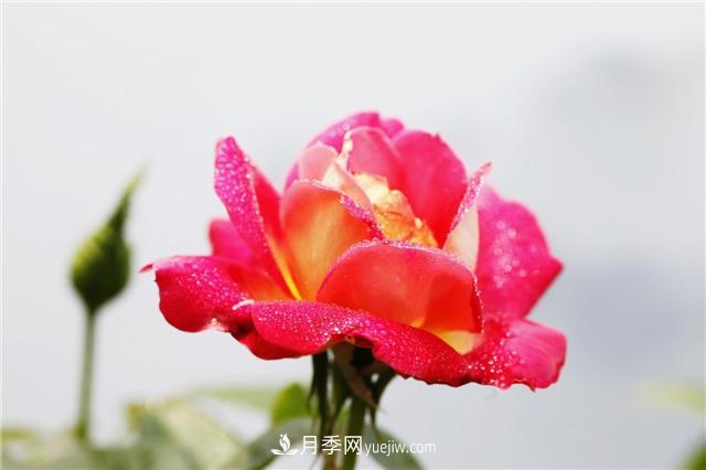 秋冬季節，月季花如何施肥和除蟲(chóng)(圖1)