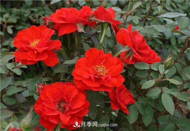十月養月季，三個(gè)動(dòng)作“虐一虐”，15天催新筍，綻放層疊群花(圖2)