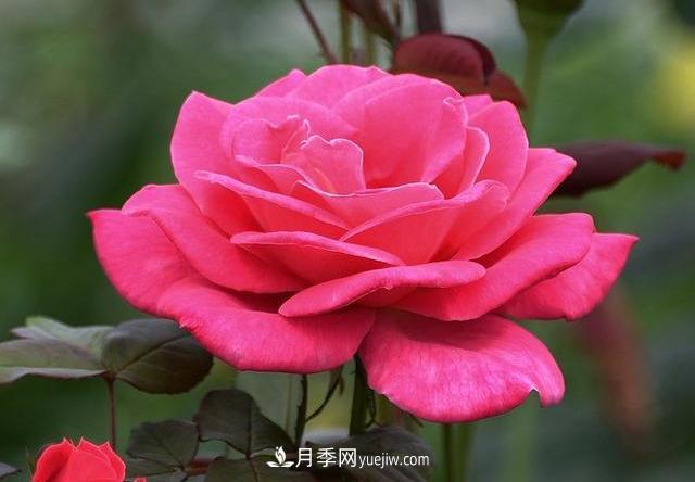 十月養月季，三個(gè)動(dòng)作“虐一虐”，15天催新筍，綻放層疊群花(圖3)