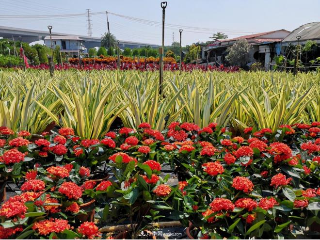 廣東省中山市橫欄鎮，這個(gè)3萬(wàn)畝的花木之鄉，畝均年產(chǎn)值竟達10萬(wàn)元(圖4)