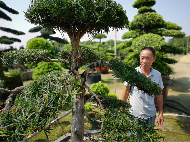 廣東省中山市橫欄鎮，這個(gè)3萬(wàn)畝的花木之鄉，畝均年產(chǎn)值竟達10萬(wàn)元(圖5)