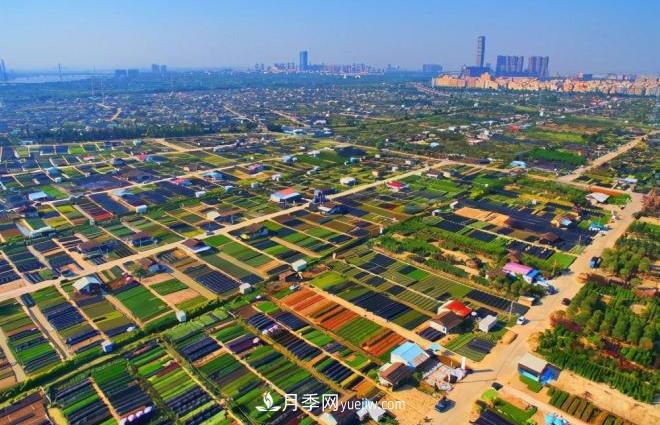 廣東省中山市橫欄鎮，這個(gè)3萬(wàn)畝的花木之鄉，畝均年產(chǎn)值竟達10萬(wàn)元(圖1)