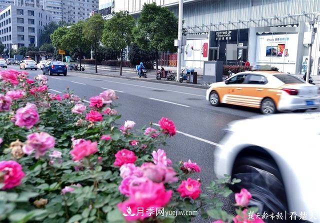 相約金秋，一場(chǎng)月季旋風(fēng)吹遍武漢漢陽(yáng)三鎮！氣場(chǎng)強大堪比春天(圖2)