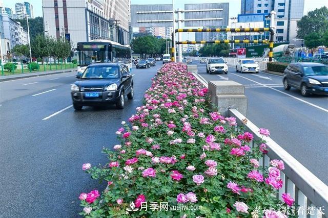相約金秋，一場(chǎng)月季旋風(fēng)吹遍武漢漢陽(yáng)三鎮！氣場(chǎng)強大堪比春天(圖3)