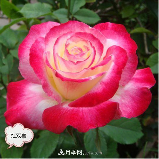 十月，月季栽種好時(shí)節，一堆月季小苗品種推薦(圖25)