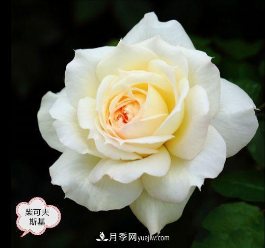 十月，月季栽種好時(shí)節，一堆月季小苗品種推薦(圖18)